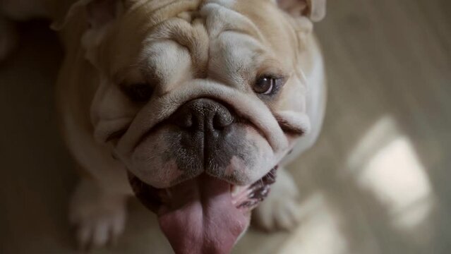Portrait of an English bulldog in the rays of light in the dark close-up. Cute Bulldog looks at the camera. Domestic animal and pet concept 4 K