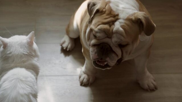 Portrait of an English bulldog and white cat in the rays of light in the dark close-up. Friendship and play between a dog and a cat. Pet at home concept 4 K