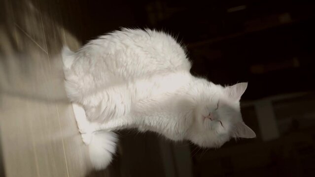 Portrait of white cat in the rays of light in the dark close-up. Pet concept. 4K
