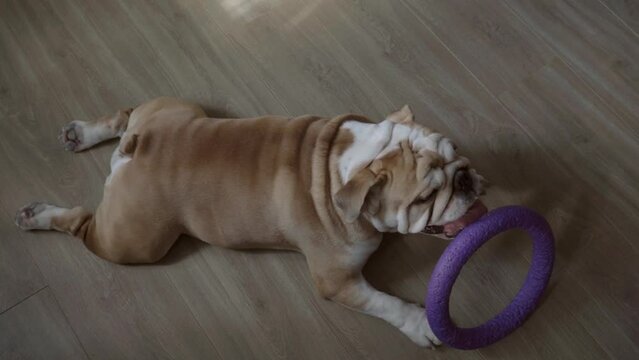 Funny english bulldog played with toys and is now resting on the floor at home. Domestic animal and pet concept. 4K