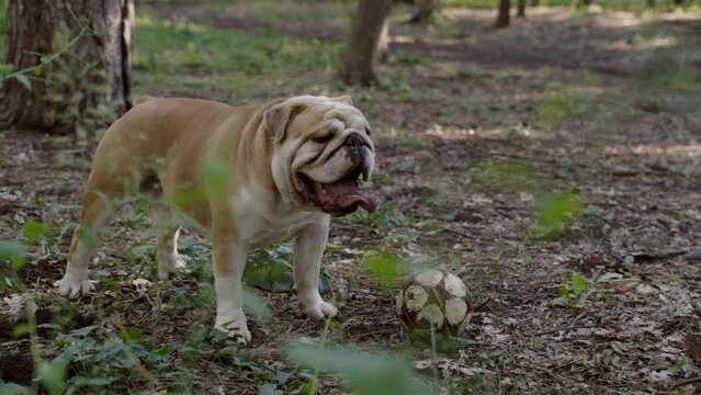 English bulldog playing with ball in the park. Domestic animal and pet concept. 4K