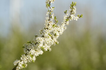 Blühender Zweig Baum