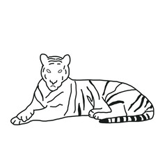 bear cub tiger animal forest hand drawn doodle © khulisara