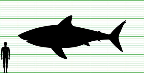 ホホジロザメ