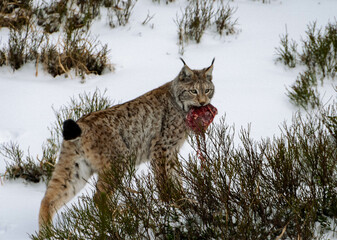 A European lynx is captured in the winter forest, its powerful jaws clamped around a piece of meat. Its piercing gaze suggests that it's aware of its surroundings, ever-alert for potential threats or 