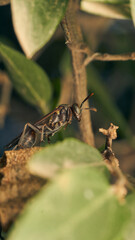 A wasp perched on its brown honeycomb
