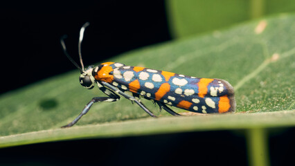 Details of a cute orange brown and black Harlequin Cigarette Moth. atteva pustulella
