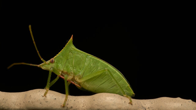 Details of a "Chincha verde" perched on a green leaf.
