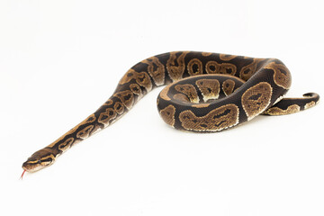Fototapeta premium ball python, Python regius snake isolated on white background 