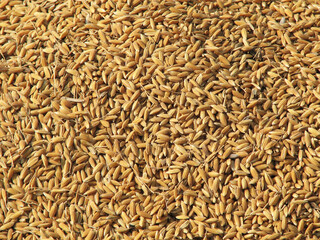 close up of grains
