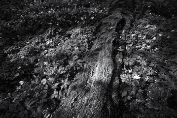 EARLY SPRING IN THE PARK - Trees, plants and a mossy old log in rays of the sun