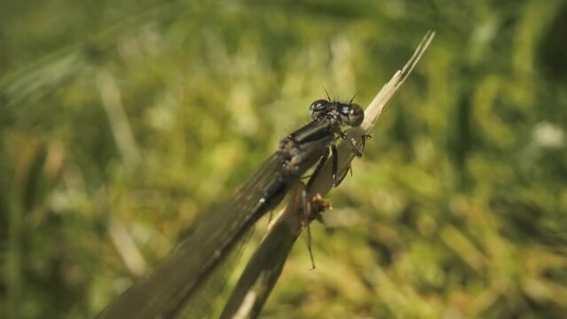 Dragonfly still clinging to the branch of the plant