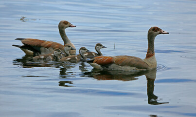 Egyptian geese and chicks