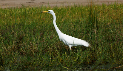 Fototapeta premium great white egret