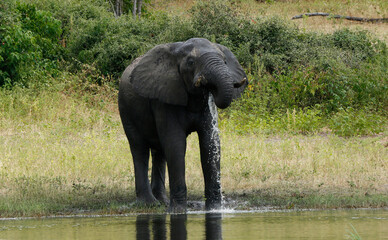 elephant drinking in the Chobe river