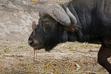 cape buffalo in the wild