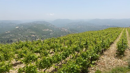 Fototapeta na wymiar Vineyard landscape view in summer season