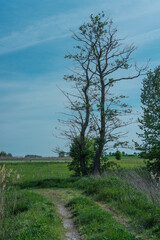 Bäume mit trockenen kahlen Ästen am Rand des Feuchtgebietes