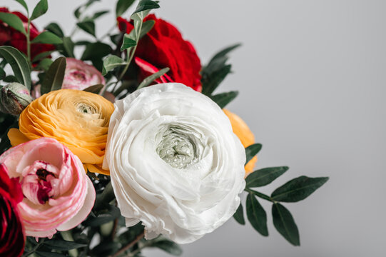 Tender ranunculus flowers in vase on white background with copy space. Bunch of Persian buttercup in floral arrangements