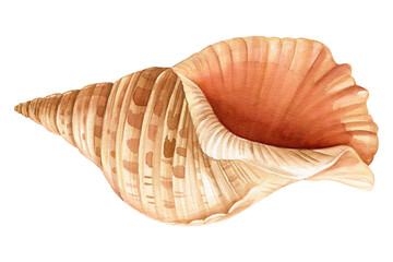 Seashell isolated white background. Watercolor sea illustration. Hand drawn realistic sea shell. Summer postcard