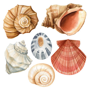 Watercolor seashells set isolated white background. Hand drawn illustration sea shell for design. Beach print.