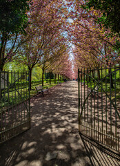 Cherry blossom trees alley in the city of Dortmund Germany Romberpark spring