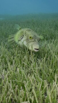  Vertical video, Close-up of White-spotted puffer (Arothron hispidus) swims over seagrass bed among Noodle seagrass (Syringodium isoetifolium) in evening tme