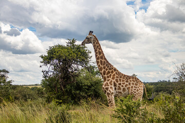 Lonely Giraffe in savannah, her natural habitat, in Imire Rhino & Wildlife Conservancy National park, Zimbabwe
