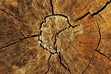 Gefällter Baum im Querschnitt