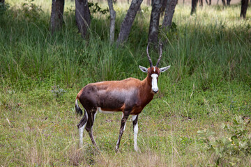 The blesbok or blesbuck (Damaliscus pygargus phillipsi) is a subspecies of the bontebok antelope endemic to Southern African counties, picture taken in savannah, in Imire national park, Zimbabwe