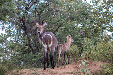 Female Waterbuck (in Latin Kobus Ellipsiprymnus) with small lamb baby having a break in African bushes under tree shade in savannah, in Imire National park, Zimbabwe