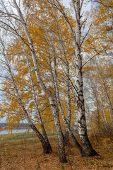 Fototapeta premium Birch grove, fallen yellow leaves