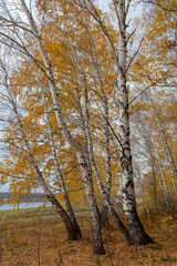 Birch grove, fallen yellow leaves