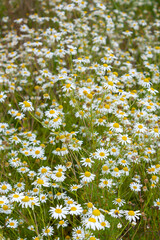 Thickets of chamomile, leucanthemum superbum , in a wild meadow