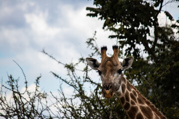 Lonely Giraffe in savannah, her natural habitat, in Imire Rhino & Wildlife Conservancy National park, Zimbabwe