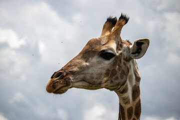 Naklejka premium Lonely Giraffe standing in bushes in savannah, her natural habitat, in Imire Rhino & Wildlife Conservancy National park, in Zimbabwe