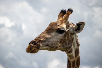 Lonely Giraffe standing in bushes in savannah, her natural habitat, in Imire Rhino & Wildlife Conservancy National park, in Zimbabwe