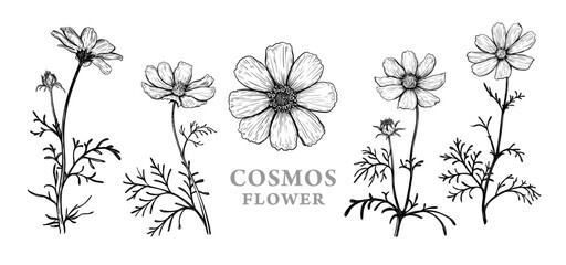 Set of hand drawn luxurious Cosmos flowers. Vector illustration of plant elements for floral design. Black and white sketch isolated on a white background. Beautiful bouquet of Cosmos flowers - 602579770
