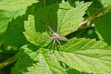 one large gray spider sits on a green leaf of a wild plant in nature in a summer park