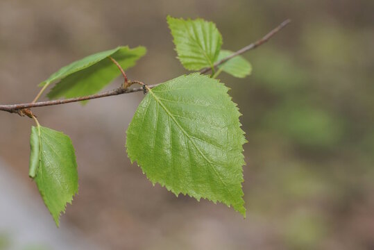 A thin branch of birch trees with small green leaves in nature
