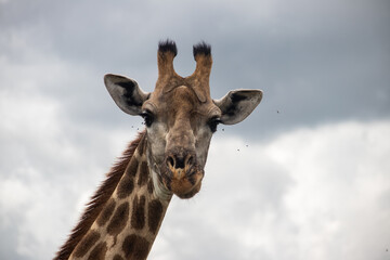 Lonely Giraffe in savannah, her natural habitat, in Imire Rhino & Wildlife Conservancy National park, Zimbabwe