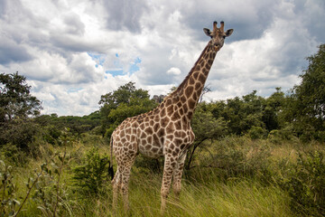 Lonely Giraffe in savannah, her natural habitat, in Imire Rhino & Wildlife Conservancy National park, Zimbabwe