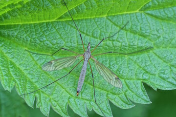 one big gray mosquito insect sits on a green leaf of a plant in nature