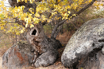 Caucasian autumn landscape. An old tree between the stones Tsakhats Kar monastery, Vayots Dzor Province, Armenia.