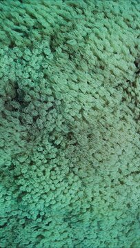 Vertical video, Close-up, Colonies of Flowerpot coral or Anemone coral (Goniopora columna), Slow motion. Coral polyps feed by filtering on plankton. Natural background of coral polyps.