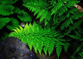 green fern in the forest closeup. Nature photography