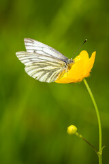 Rapsweißling (pieris napi) oder Grünaderweißling auf einer Blüte des Hahnenfuß