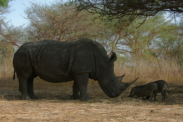 Fototapeta premium Rhinocéros et phacochère