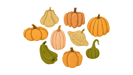 Squashes and pumpkins illustration. Vector hand drawn set. 