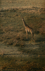 safari on hot air balloon in Masai mara national reserve in Kenya